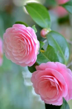 Otome Pink Camellia Japonica - 1 Gallon Pot -Garden Plants Camellia Otome 1