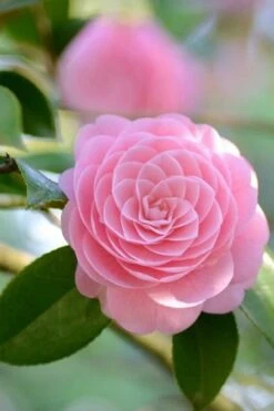 Otome Pink Camellia Japonica - 1 Gallon Pot -Garden Plants Camellia Otome 2