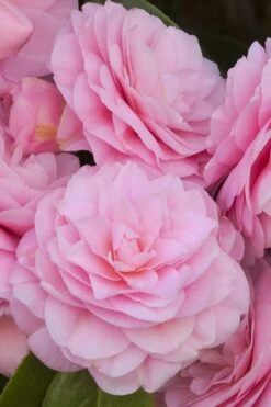 Pearl Maxwell Camellia Japonica - 1 Gallon Pot -Garden Plants Camellia Pearl Maxwell 10