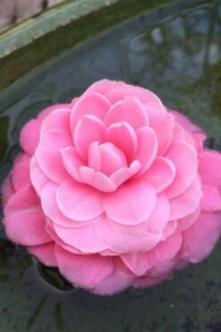 Pearl Maxwell Camellia Japonica - 1 Gallon Pot -Garden Plants Camellia Pearl Maxwell 5