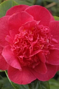 Red Fellow Camellia Japonica - 3 Gallon Pot -Garden Plants Camellia Red Fellow 1 1