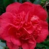 Red Fellow Camellia Japonica - 3 Gallon Pot -Garden Plants Camellia Red Fellow 2 1