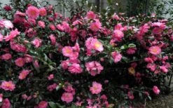 Shishi Gashira Dwarf Camellia Sasanqua - 3 Gallon Pot 17 Shishi Gashira Dwarf Camellia Sasanqua - 3 Gallon Pot -Garden Plants Camellia Shishi Gashira 2