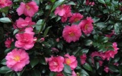 Shishi Gashira Dwarf Camellia Sasanqua - 3 Gallon Pot 16 Shishi Gashira Dwarf Camellia Sasanqua - 3 Gallon Pot -Garden Plants Camellia Shishi Gashira 24 2
