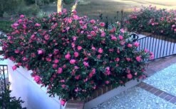 Shishi Gashira Dwarf Camellia Sasanqua - 3 Gallon Pot 14 Shishi Gashira Dwarf Camellia Sasanqua - 3 Gallon Pot -Garden Plants Camellia Shishi Gashira 33 2