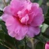 Showa No Sakae Dwarf Camellia Sasanqua - 1 Gallon Pot 1 Showa No Sakae Dwarf Camellia Sasanqua - 1 Gallon Pot -Garden Plants Camellia Showa No Sakae 11