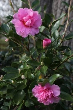 Showa No Sakae Dwarf Camellia Sasanqua - 1 Gallon Pot -Garden Plants Camellia Showa No Sakae 12