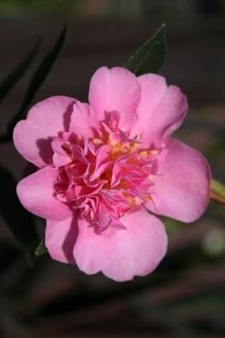 Showa No Sakae Dwarf Camellia Sasanqua - 1 Gallon Pot -Garden Plants Camellia Showa No Sakae 13