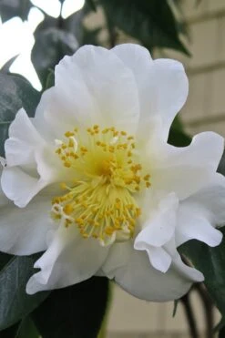 Silver Waves Camellia Japonica - 1 Gallon Pot -Garden Plants Camellia Silver Waves 6