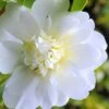 Snow Flurry Cold Hardy Camellia Hybrid - 1 Gallon Pot 1 Snow Flurry Cold Hardy Camellia Hybrid - 1 Gallon Pot -Garden Plants Camellia Snow Flurry 1