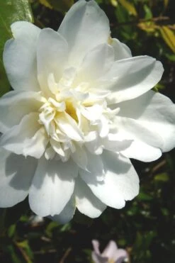 Snow Flurry Cold Hardy Camellia Hybrid - 1 Gallon Pot 12 Snow Flurry Cold Hardy Camellia Hybrid - 1 Gallon Pot -Garden Plants Camellia Snow Flurry 2