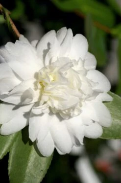 Snow Flurry Cold Hardy Camellia Hybrid - 1 Gallon Pot 13 Snow Flurry Cold Hardy Camellia Hybrid - 1 Gallon Pot -Garden Plants Camellia Snow Flurry 8