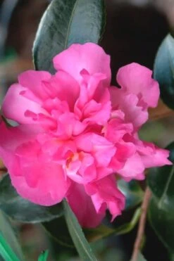 Sparkling Burgundy Camellia Sasanqua - 1 Gallon Pot -Garden Plants Camellia Sparkling Burgundy 21