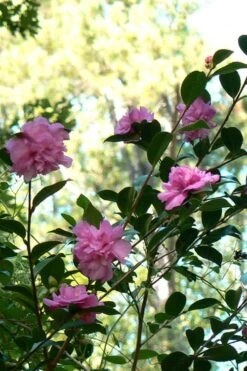 Sparkling Burgundy Camellia Sasanqua - 1 Gallon Pot -Garden Plants Camellia Sparkling Burgundy 24