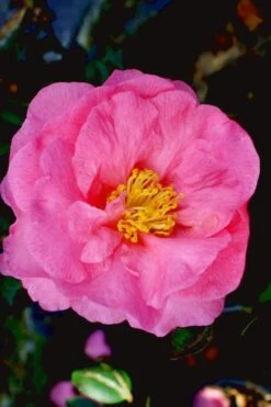 Stephanie Golden Dwarf Camellia Sasanqua - 1 Gallon Pot 11 Stephanie Golden Dwarf Camellia Sasanqua - 1 Gallon Pot -Garden Plants Camellia Stephanie Golden 12