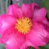 Stephanie Golden Dwarf Camellia Sasanqua - 1 Gallon Pot -Garden Plants Camellia Stephanie Golden 13
