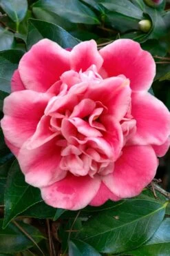 Tama Bambino Camellia Japonica - 3 Gallon Pot 15 Tama Bambino Camellia Japonica - 3 Gallon Pot -Garden Plants Camellia Tama Bambino 1
