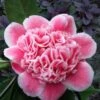 Tama Bambino Camellia Japonica - 3 Gallon Pot -Garden Plants Camellia Tama Bambino 12