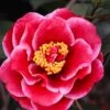 Tama Vino Camellia Japonica - 3 Gallon Pot 2 Tama Vino Camellia Japonica - 3 Gallon Pot -Garden Plants Camellia Tama Vinio 10