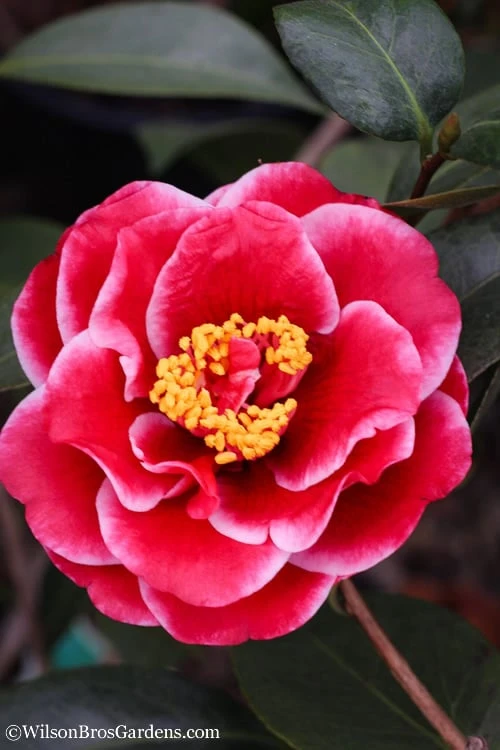 Tama Vino Camellia Japonica - 3 Gallon Pot 3 Tama Vino Camellia Japonica - 3 Gallon Pot