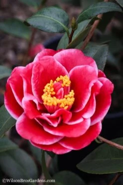 Tama Vino Camellia Japonica - 3 Gallon Pot 15 Tama Vino Camellia Japonica - 3 Gallon Pot -Garden Plants Camellia Tama Vinio 7