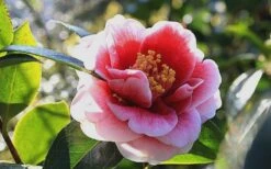 Tama Vino Camellia Japonica - 3 Gallon Pot 17 Tama Vino Camellia Japonica - 3 Gallon Pot -Garden Plants Camellia Tama Vino 7