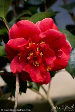 Tama Vino Camellia Japonica - 3 Gallon Pot 16 Tama Vino Camellia Japonica - 3 Gallon Pot -Garden Plants Camellia Tama Vino JW 1