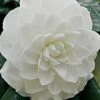 White By The Gate Camellia Japonica - 6 Pack Of 1 Gallon Pot -Garden Plants Camellia White By The Gate 5