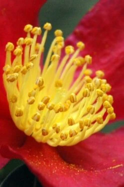 Yuletide Camellia Sasanqua - 7 Gallon Pot (3-4') -Garden Plants Camellia Yuletide 30 1