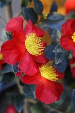 Yuletide Camellia Sasanqua - 2.5 Quart Pot -Garden Plants Camellia Yuletide 32