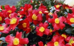 Yuletide Camellia Sasanqua - 2.5 Quart Pot -Garden Plants Camellia Yuletide 34