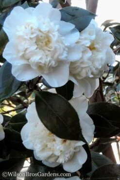Fifth Avenue White Camellia Japonica - 1 Gallon Pot 10 Fifth Avenue White Camellia Japonica - 1 Gallon Pot -Garden Plants Camellia fifth avenue 20 1