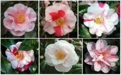 Lady Vansittart Multicolor Camellia Japonica - 1 Gallon Pot -Garden Plants CamelliaLadyVasittart 2
