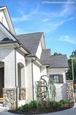 Serpentine Weeping Blue Atlas Cedar - 3 Gallon Pot -Garden Plants Cedar Blue Atlas Serpentine 11