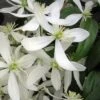 Snowdrift Evergreen Clematis Armandii - 5 Gallon Pot 1 Snowdrift Evergreen Clematis Armandii - 5 Gallon Pot -Garden Plants Clematis Armandii Snowdrift 500x750 3