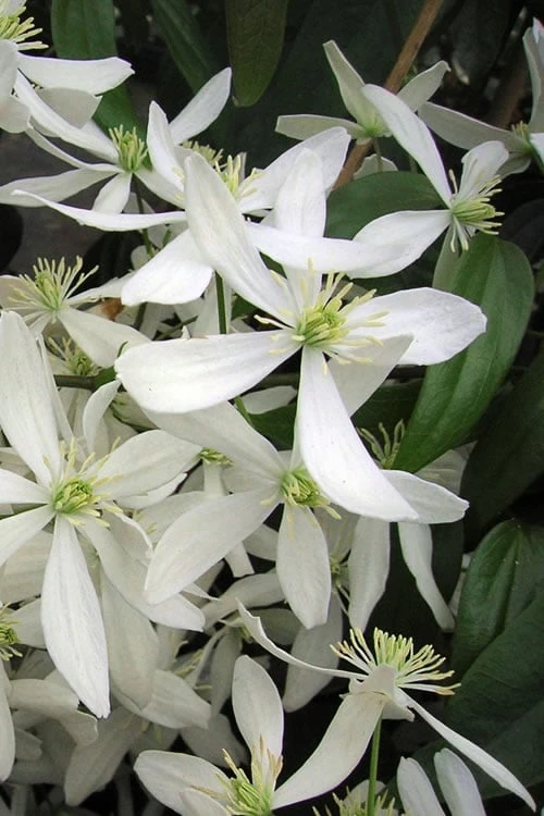 Snowdrift Evergreen Clematis Armandii - 5 Gallon Pot 3 Snowdrift Evergreen Clematis Armandii - 5 Gallon Pot