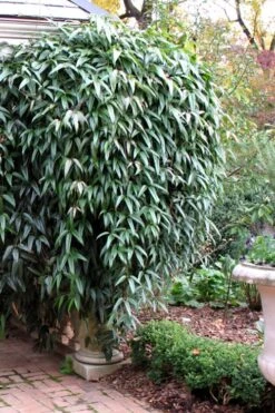 Snowdrift Evergreen Clematis Armandii - 5 Gallon Pot 14 Snowdrift Evergreen Clematis Armandii - 5 Gallon Pot -Garden Plants Clematis Armandii Snowdrift 52 2