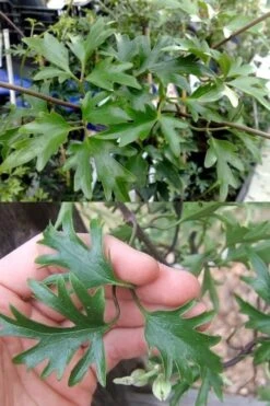 Avalanche Evergreen Clematis - 2 Gallon Pot -Garden Plants Clematis Avalanche 15