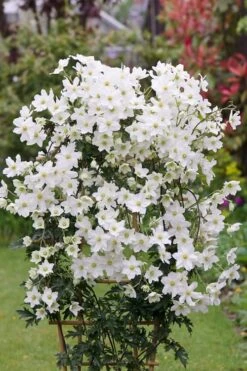 Avalanche Evergreen Clematis - 2 Gallon Pot -Garden Plants Clematis Avalanche 5