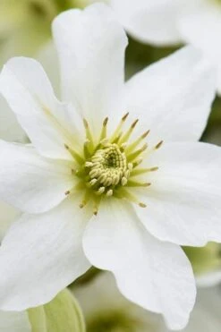 Avalanche Evergreen Clematis - 2 Gallon Pot -Garden Plants Clematis Avalanche 8