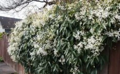 Snowdrift Evergreen Clematis Armandii - 5 Gallon Pot 17 Snowdrift Evergreen Clematis Armandii - 5 Gallon Pot -Garden Plants Clematis Snowdrift 22 2