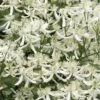 Sweet Autumn Clematis Terniflora - 3 Gallon Pot 1 Sweet Autumn Clematis Terniflora - 3 Gallon Pot -Garden Plants Clematis Sweet Autumn 1