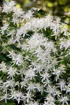 Sweet Autumn Clematis Terniflora - 3 Gallon Pot 15 Sweet Autumn Clematis Terniflora - 3 Gallon Pot -Garden Plants Clematis Sweet Autumn 2