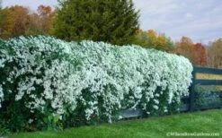 Sweet Autumn Clematis - 1 Gallon Pot -Garden Plants Clematis Sweet Autumn 6 1