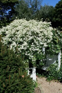 Sweet Autumn Clematis Terniflora - 3 Gallon Pot 19 Sweet Autumn Clematis Terniflora - 3 Gallon Pot -Garden Plants Clematis Sweet Autumn 7