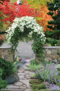 Sweet Autumn Clematis Terniflora - 3 Gallon Pot 14 Sweet Autumn Clematis Terniflora - 3 Gallon Pot -Garden Plants Clematis Sweet Autumn 8