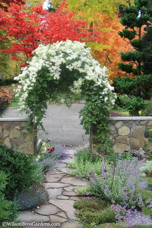 Sweet Autumn Clematis Terniflora - 3 Gallon Pot 6 Sweet Autumn Clematis Terniflora - 3 Gallon Pot - Image 4