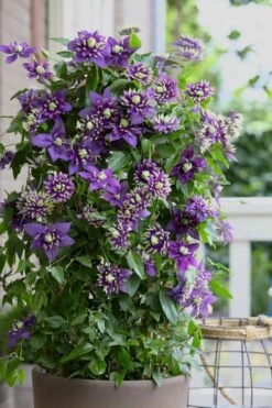Taiga Clematis - 2 Gallon Pot 13 Taiga Clematis - 2 Gallon Pot -Garden Plants Clematis Taiga 10 2