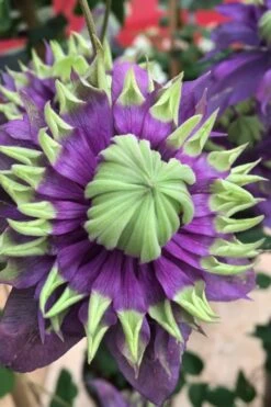 Taiga Clematis - 3 Gallon Pot -Garden Plants Clematis Taiga 2