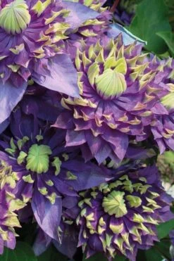 Taiga Clematis - 1 Gallon Pot 14 Taiga Clematis - 1 Gallon Pot -Garden Plants Clematis Taiga 3 1